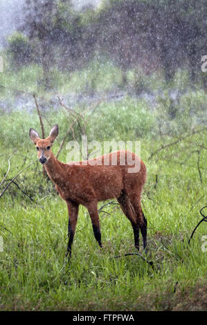 Le cerf des marais - Blastocerus dichotomus - Parc national Araguaia Banque D'Images