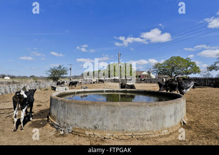 Les vaches laitières Holstein dans en milieu rural agricole Pintadinho corral Banque D'Images