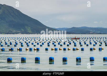 Ferme Marine - culture des huîtres et des palourdes dans la paroisse Ribeirao Banque D'Images