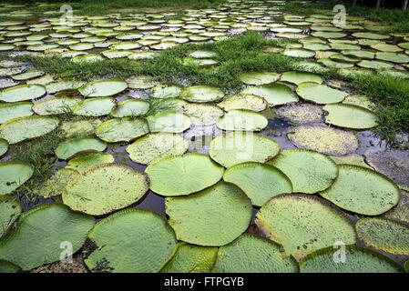 Vitoria-regia - plante aquatique typique de l'amazonie Banque D'Images