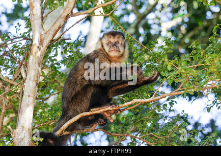 Singe capucin dans l'arbre Banque D'Images