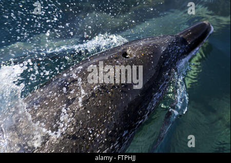 Dauphin tacheté de l'Atlantique dans l'Atlantique de la baie de Guanabara - Stenella frontalis Banque D'Images