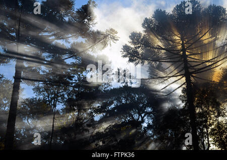 En Gramado Araucarias Banque D'Images