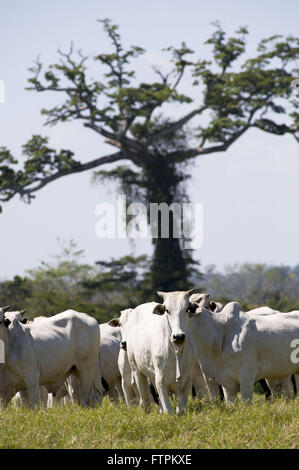 Création de bovins dans la zone déboisée amazon - Acre - Faux kapok Banque D'Images