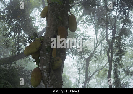 Veste avec des fruits dans la forêt de Tijuca National Park dans l'Alto da Boa Vista Banque D'Images