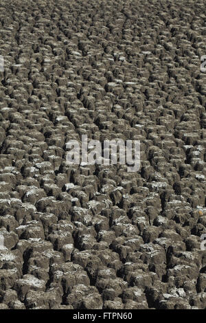 Plus de détails lit cow head - à sec à cause de la sécheresse Banque D'Images