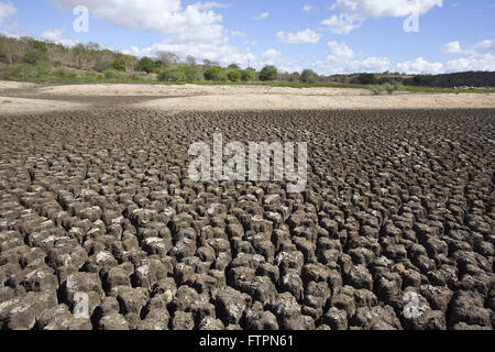 Plus de détails lit cow head - à sec à cause de la sécheresse Banque D'Images