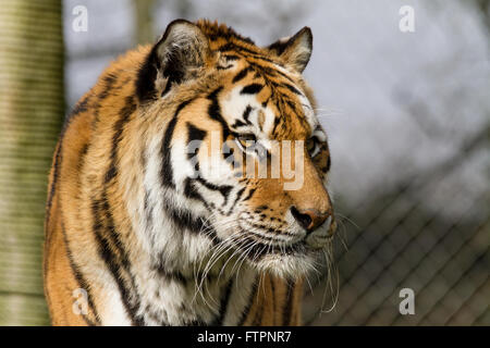 Un homme d'Amur Tiger dans un zoo. Banque D'Images