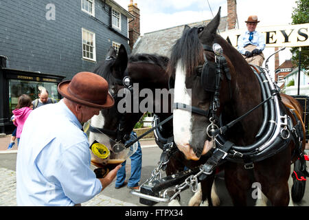 Chevaux Shire, Monty et Winston, boire de la bière, Lewes, East Sussex England UK Banque D'Images