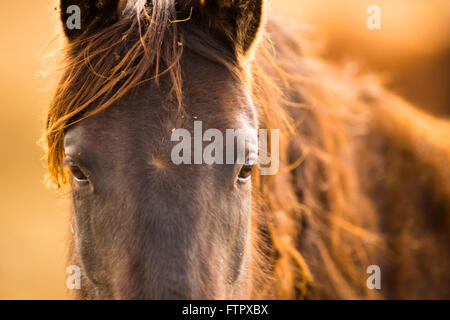 Wild Horse Face Portrait du Bureau de la gestion de l'Oregon Banque D'Images