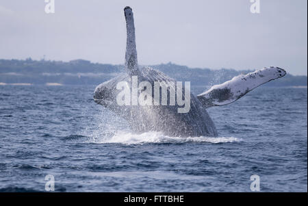 Les baleines à bosse au large de la côte de Motobu, Okinawa, Japon - violer Banque D'Images