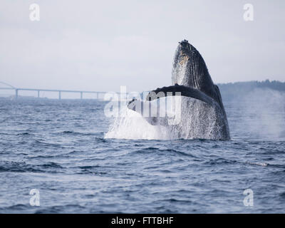 Les baleines à bosse au large de la côte de Motobu, Okinawa, Japon - violation Banque D'Images
