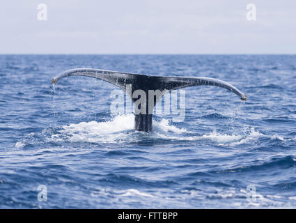 Les baleines à bosse au large de la côte de Motobu, Okinawa, Japon Banque D'Images