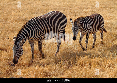 Zebra foal et mère dans le cratère du Ngorongoro Banque D'Images