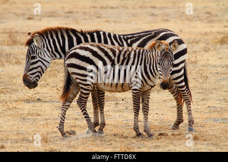 Zebra foal et mère dans le cratère du Ngorongoro Banque D'Images