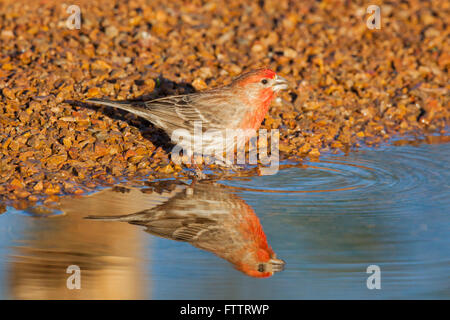 Roselin familier Carpodacus mexicanus Amado, dans le comté de Santa Cruz, Arizona, United States 7 mâle adulte peut boire. Frin Banque D'Images