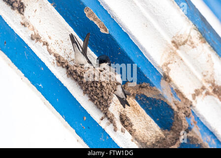 Chambre Martins la construction du nid sur un bâtiment portugais bleu et blanc Banque D'Images