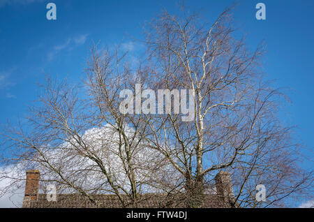 Silver Birch Tree sans feuilles au début du printemps dans un village jardin dans UKreaching pour le ciel Banque D'Images