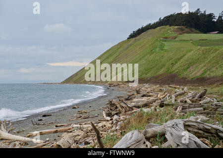 Whidbey Island, État de Washington, USA : Bluffs sur la côte par Ebey's Landing Banque D'Images