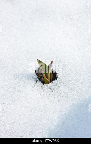 Au début du printemps les plantes. Petites fleurs tulipes qui sortent de la neige au printemps. Banque D'Images