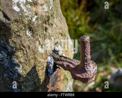 Charnière de porte rouillée reste sur un vieux mur de pierre. Banque D'Images