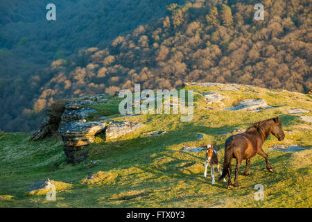 Poneys Dartmoor, mare et son poulain, au printemps. Banque D'Images
