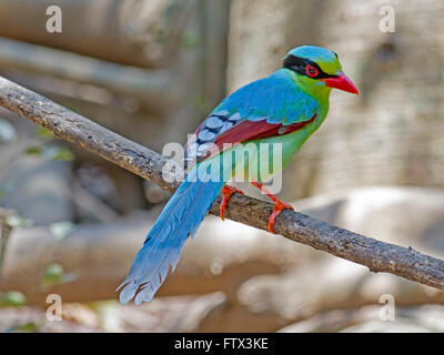 Une Pie verte perchée sur une petite branche dans la forêt en Thaïlande Banque D'Images
