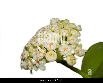 Belle floraison hoya pachyclada sur fond blanc Banque D'Images