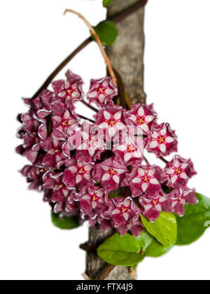 Hoya pubicalyx blooming corona rouge sur fond blanc Banque D'Images