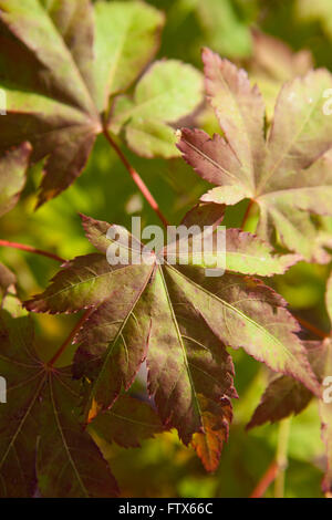 Close up des feuilles d'un petit arbre d'érable japonais bonsai comme que la feuille passe du vert, de couleur jaune à l'automne ou à l'automne son clouring de rouges et oranges. Banque D'Images