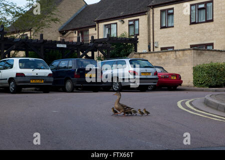 Une cane prend sa famille de canetons pour une promenade ou vous promener dans un lotissement et traverse une route en face de l'adn des voitures. parkede maisons Banque D'Images