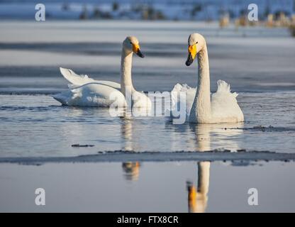 Cygne chanteur (Cygnus cygnus) couple swimming in lac glacé au printemps en Finlande. Banque D'Images