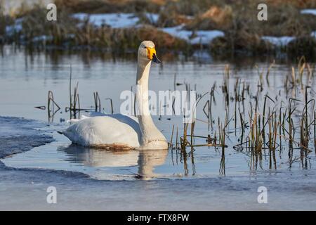 Cygne chanteur (Cygnus cygnus) natation en lac glacé au printemps en Finlande. Banque D'Images