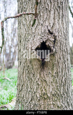 Tronc de l'arbre dans la forêt avec un trou dans la base Banque D'Images