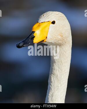 Cygne chanteur (Cygnus cygnus) tête en libre shot. Bel oiseau blanc ressemble à sourire au printemps. Banque D'Images