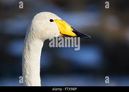 Cygne chanteur (Cygnus cygnus) tête en libre shot. Bel oiseau blanc ressemble à sourire au printemps. Banque D'Images