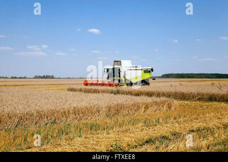 Céréales en été. Banque D'Images