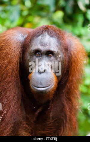 SABAH, Bornéo Malaisien 18-year-old orang-outan (Pongo pygmaeus) photographiée à l'orang-outang Rehabilitation Centre, à Sepilok. Banque D'Images