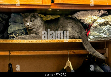 Joli chat gris adultes sur étagère dans armoire Banque D'Images