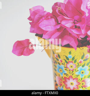 Fleurs de bougainvilliers roses dans un pot coloré Banque D'Images