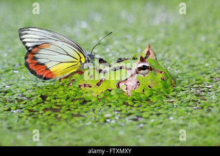 Butterfly sitting on pacman grenouille dans un marais, l'Indonésie Banque D'Images