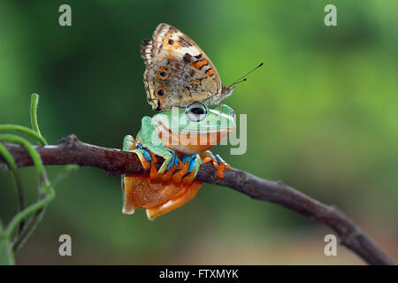 Butterfly sitting on tree frog, Indonésie Banque D'Images