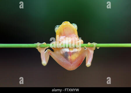 Verre Golden Tree Frog sitting on branch, Indonésie Banque D'Images