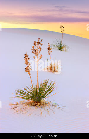 White Sands National Monument, près de Alamagordo, Nouveau Mexique, partie de la désert de Chihuahuan. Banque D'Images