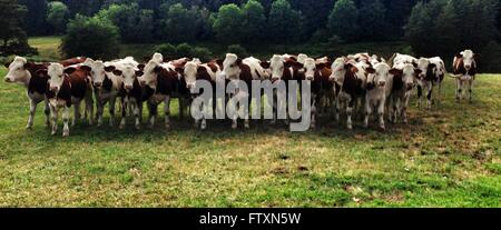 Troupeau de vaches dans un champ, France Banque D'Images