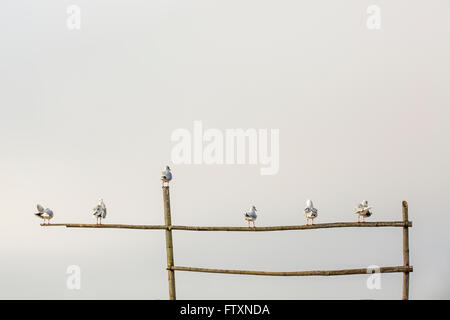 Mouettes percher sur structure en bambou, Thayet, Myanmar, Magway Banque D'Images