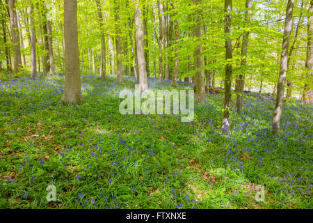 Un tapis de jacinthes ornent Queenswood Country Park Dinmore Herefordshire UK Banque D'Images