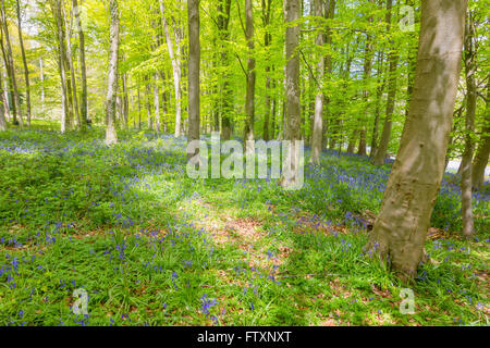 Un tapis de jacinthes ornent Queenswood Country Park Dinmore Herefordshire UK Banque D'Images