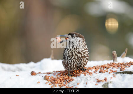 (Nucifraga caryocatactes Spotted Nutcracker) double alimentation écrous, les arachides et les noisettes Banque D'Images