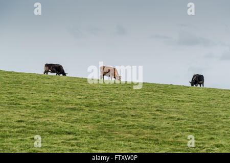 Troupeau de vaches qui paissent sur l'herbe verte, concept farmong Banque D'Images